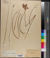 Androstephium caeruleum image