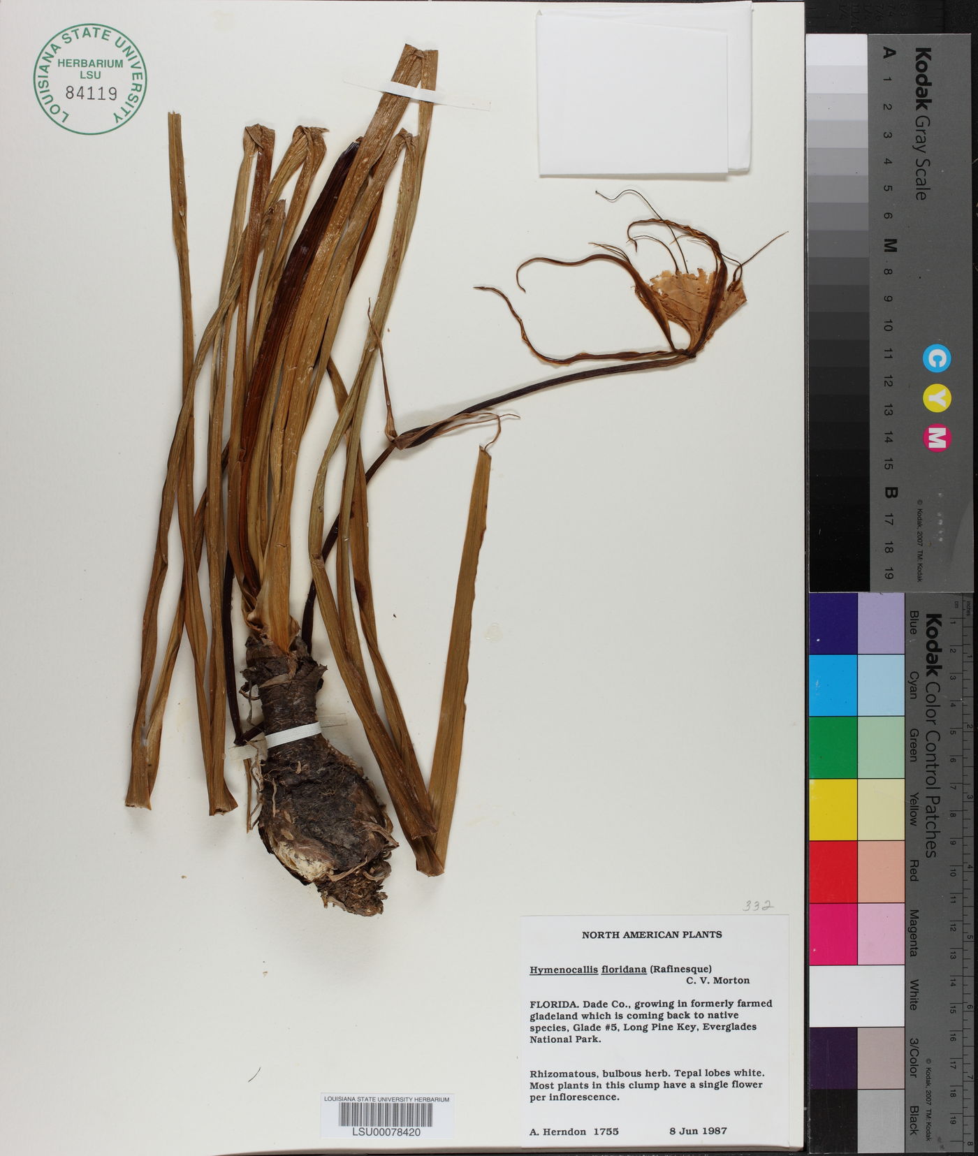 Hymenocallis floridana image