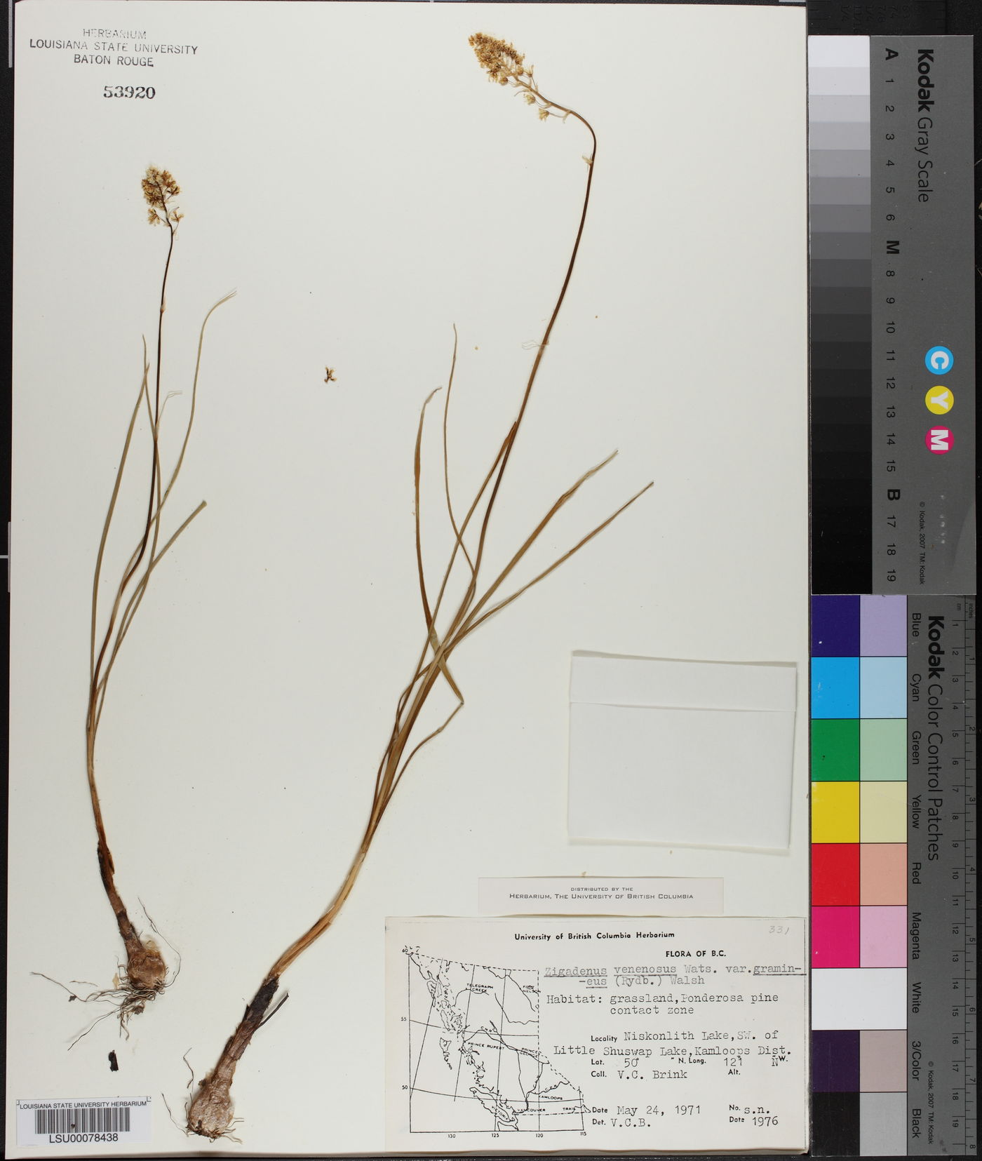 Zigadenus venenosus var. gramineus image