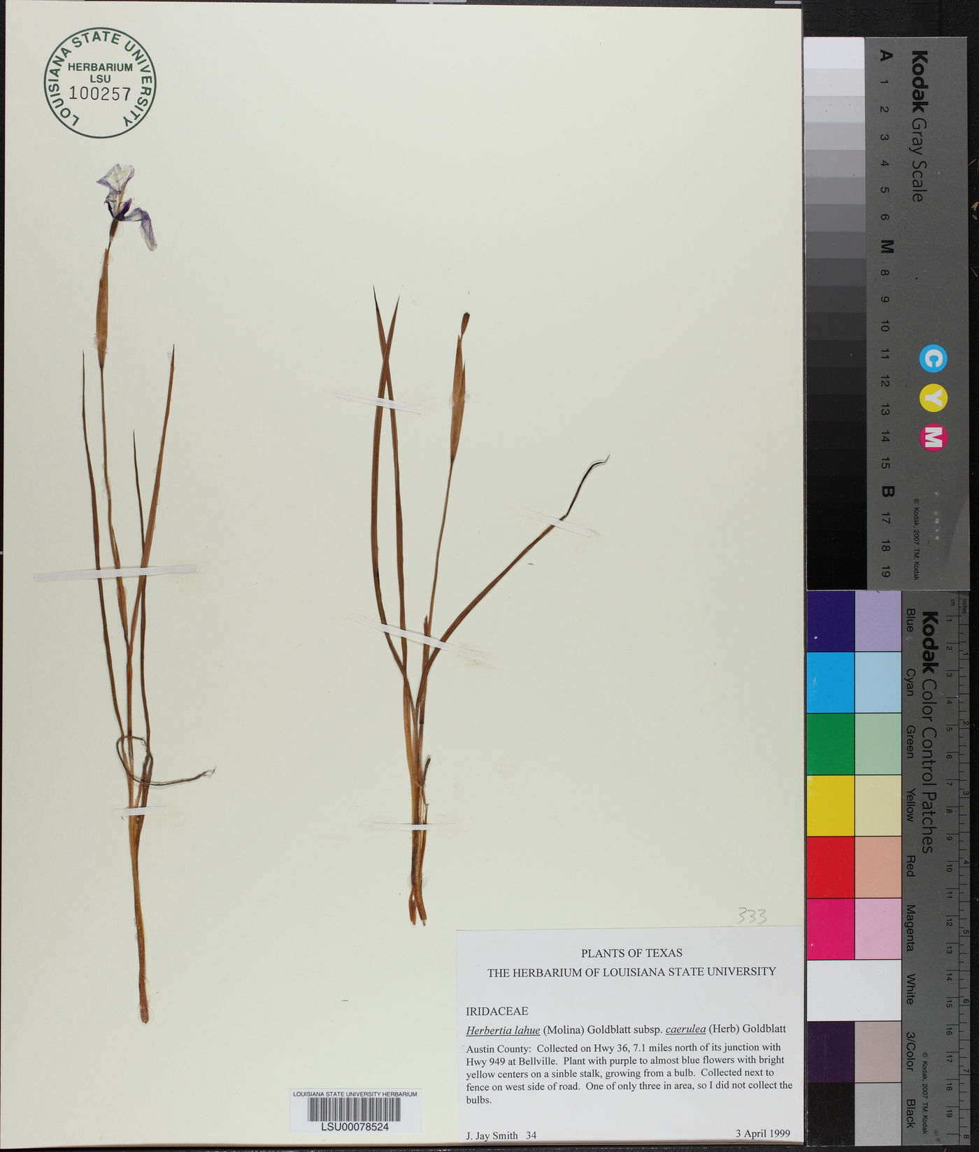 Herbertia lahue image