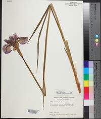 Iris sibirica image