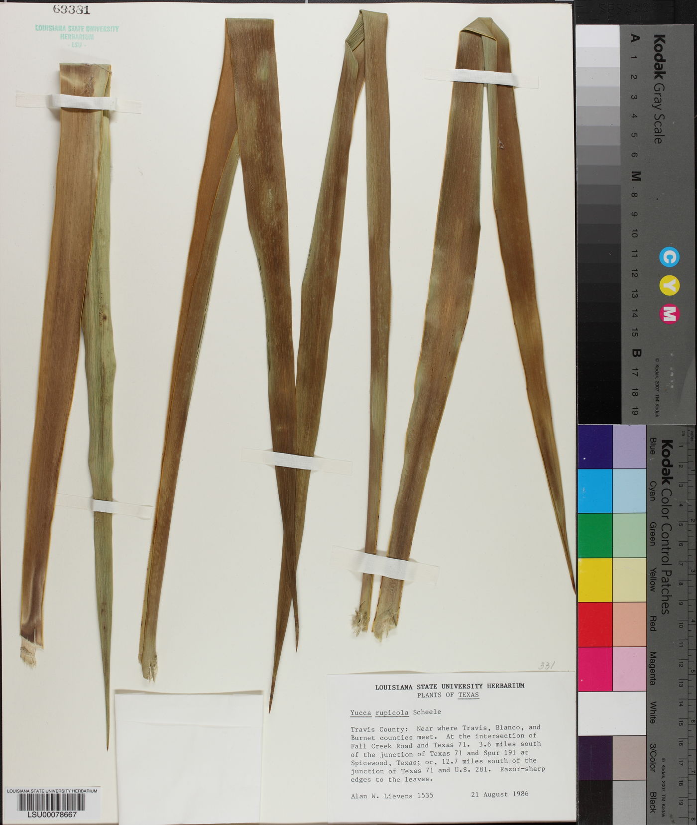 Yucca rupicola image