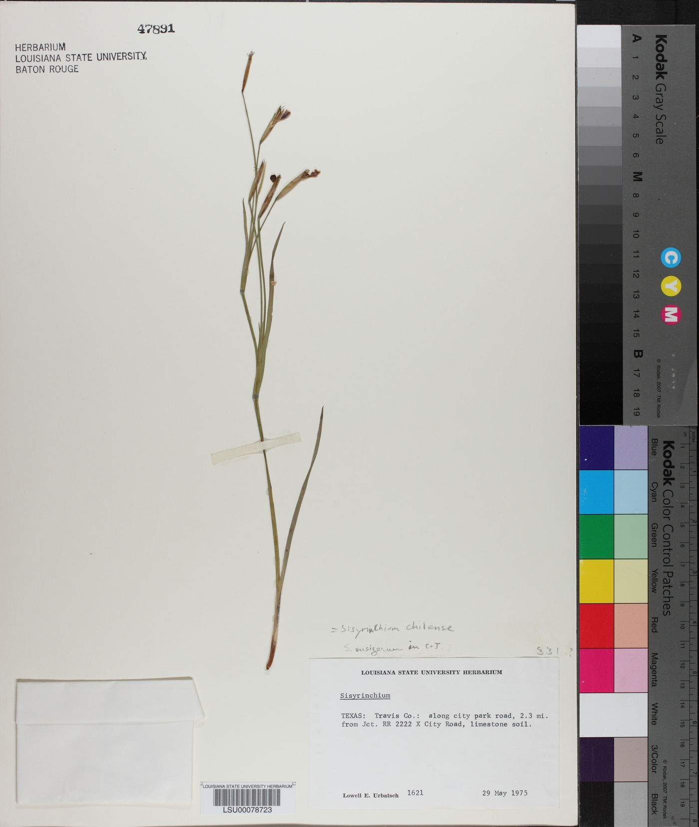 Sisyrinchium chilense image