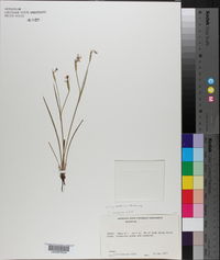 Image of Sisyrinchium chilense