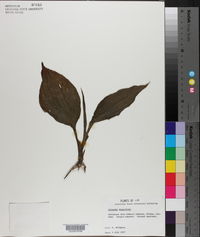 Calanthe densiflora image