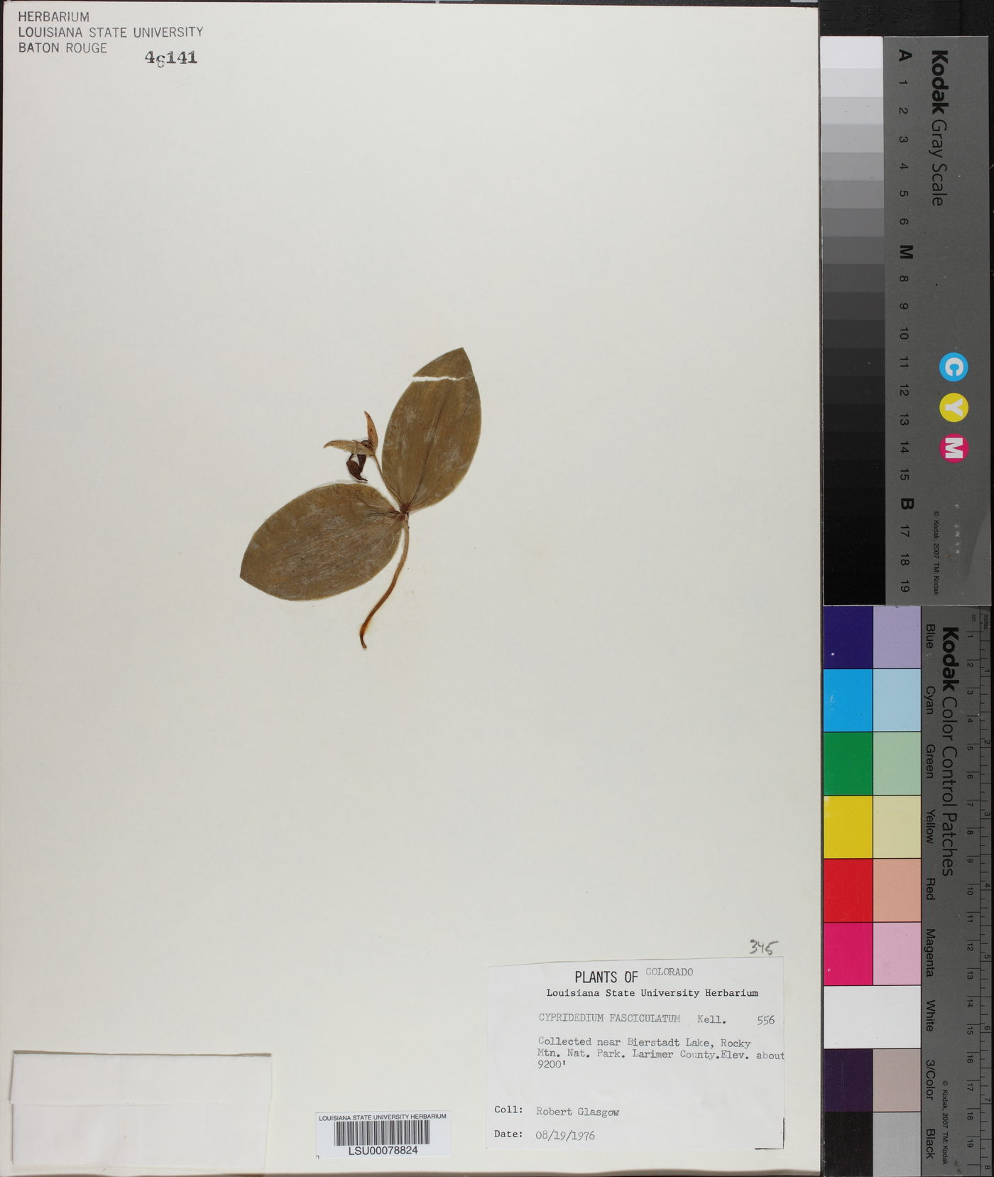 Cypripedium fasciculatum image