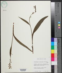 Platanthera clavellata image