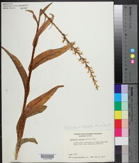 Platanthera dilatata image