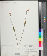 Pogonia ophioglossoides image