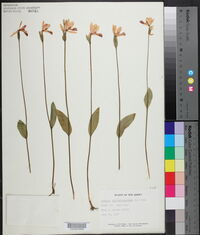 Pogonia ophioglossoides image