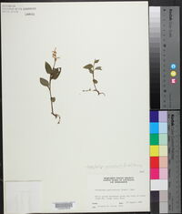 Pogonia ophioglossoides image