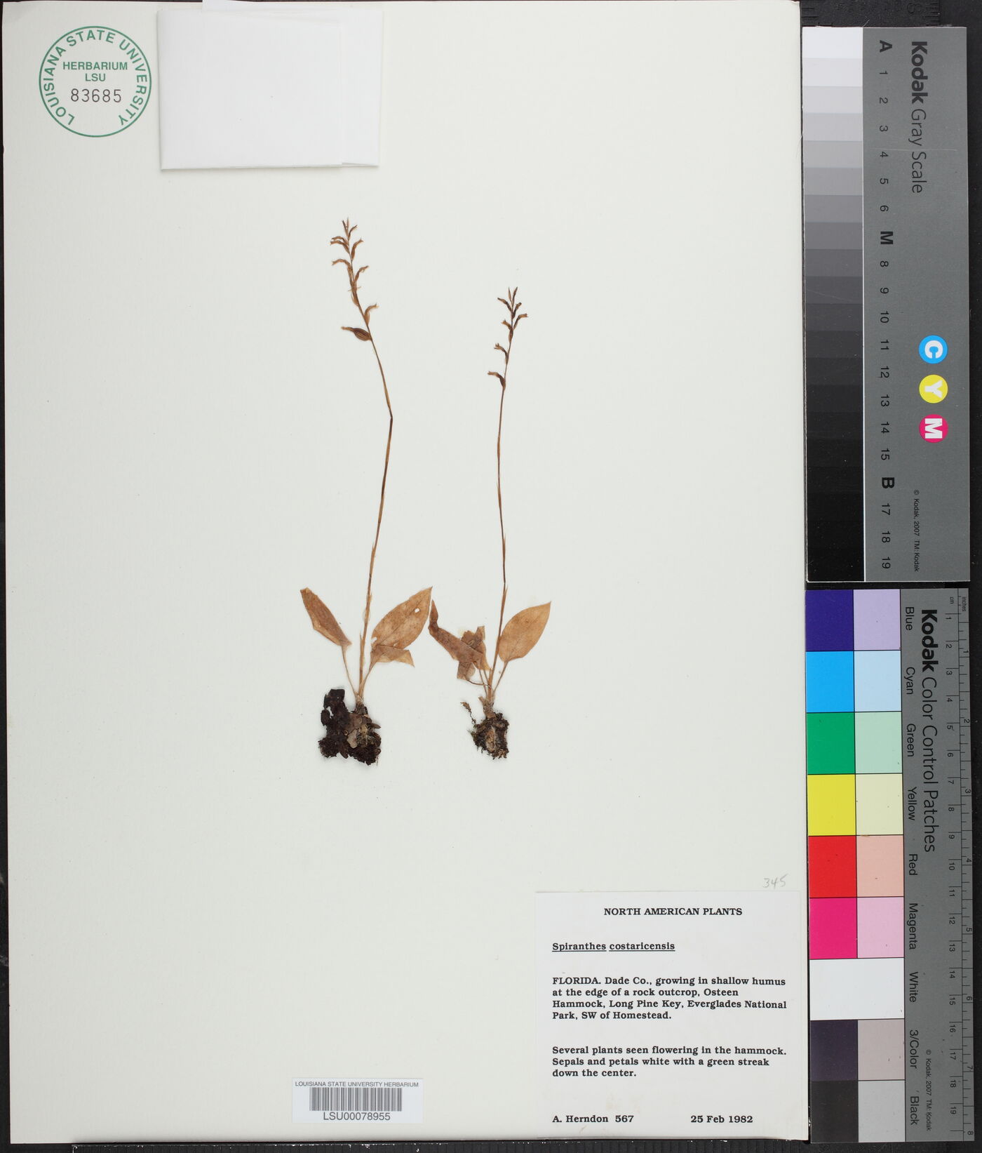 Spiranthes costaricensis image