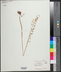 Tipularia discolor image