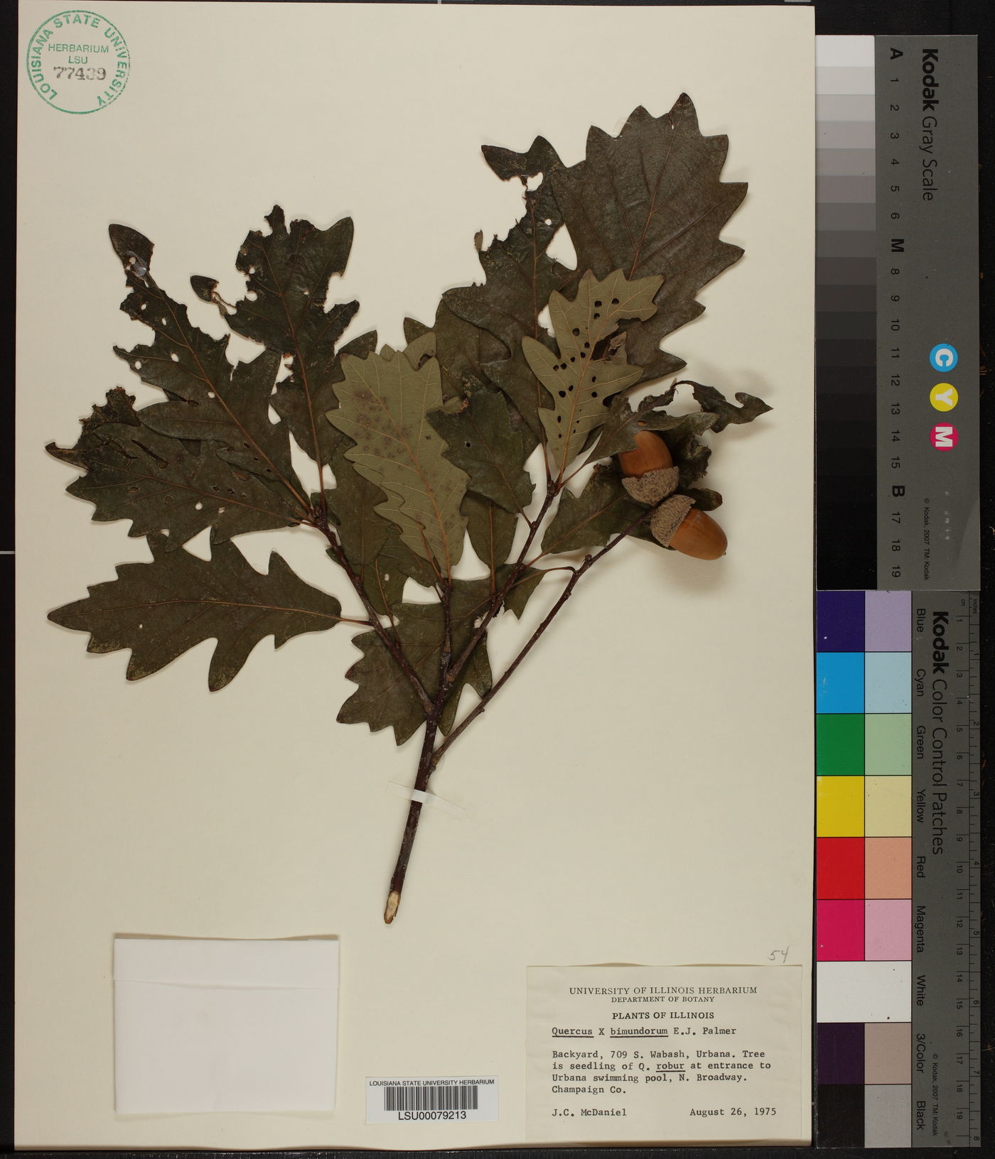 Quercus x bimundorum image