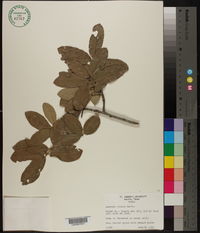 Quercus incana image