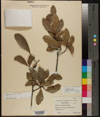 Quercus laurifolia image