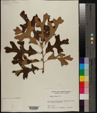 Quercus lyrata image