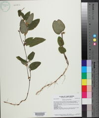 Smilax pumila image