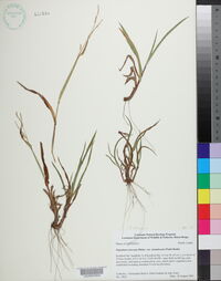 Paspalum setaceum var. stramineum image