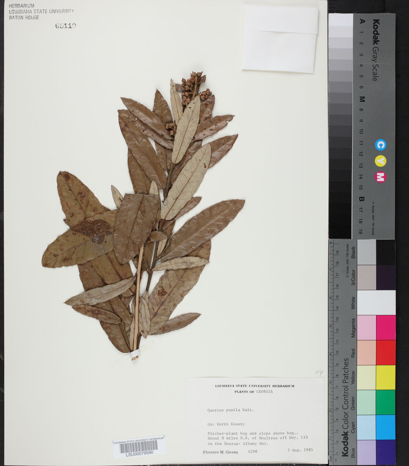 Quercus pumila image