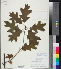 Quercus x robbinsii image