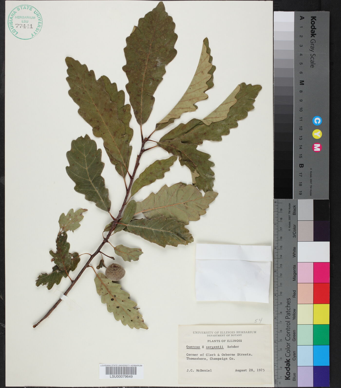 Quercus x sargentii image