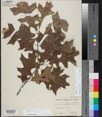 Quercus texana image