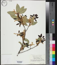 Quercus wislizeni image