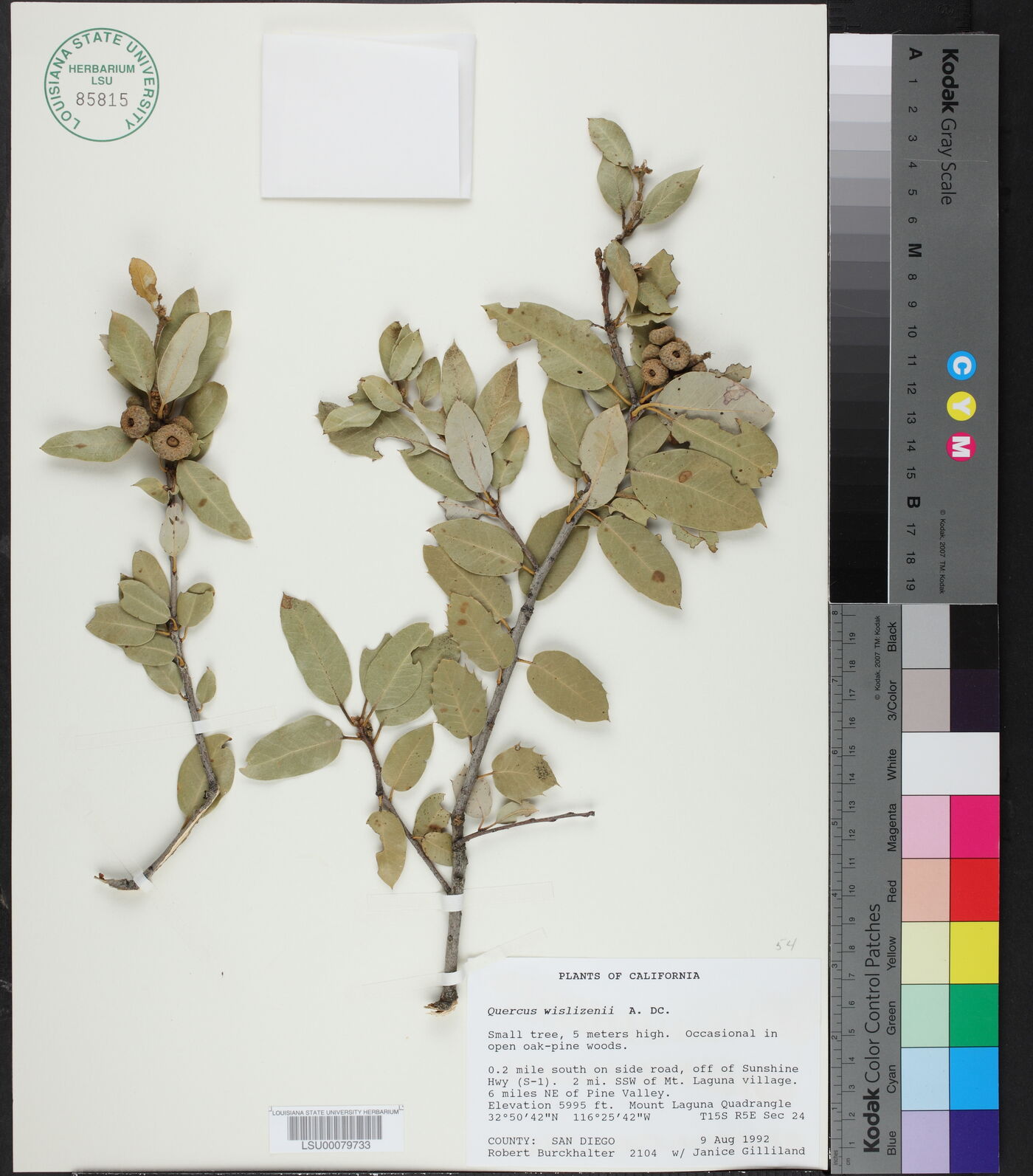 Quercus wislizeni image