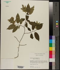 Carpinus caroliniana subsp. caroliniana image