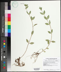 Cuphea carthagenensis image