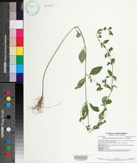Cuphea carthagenensis image