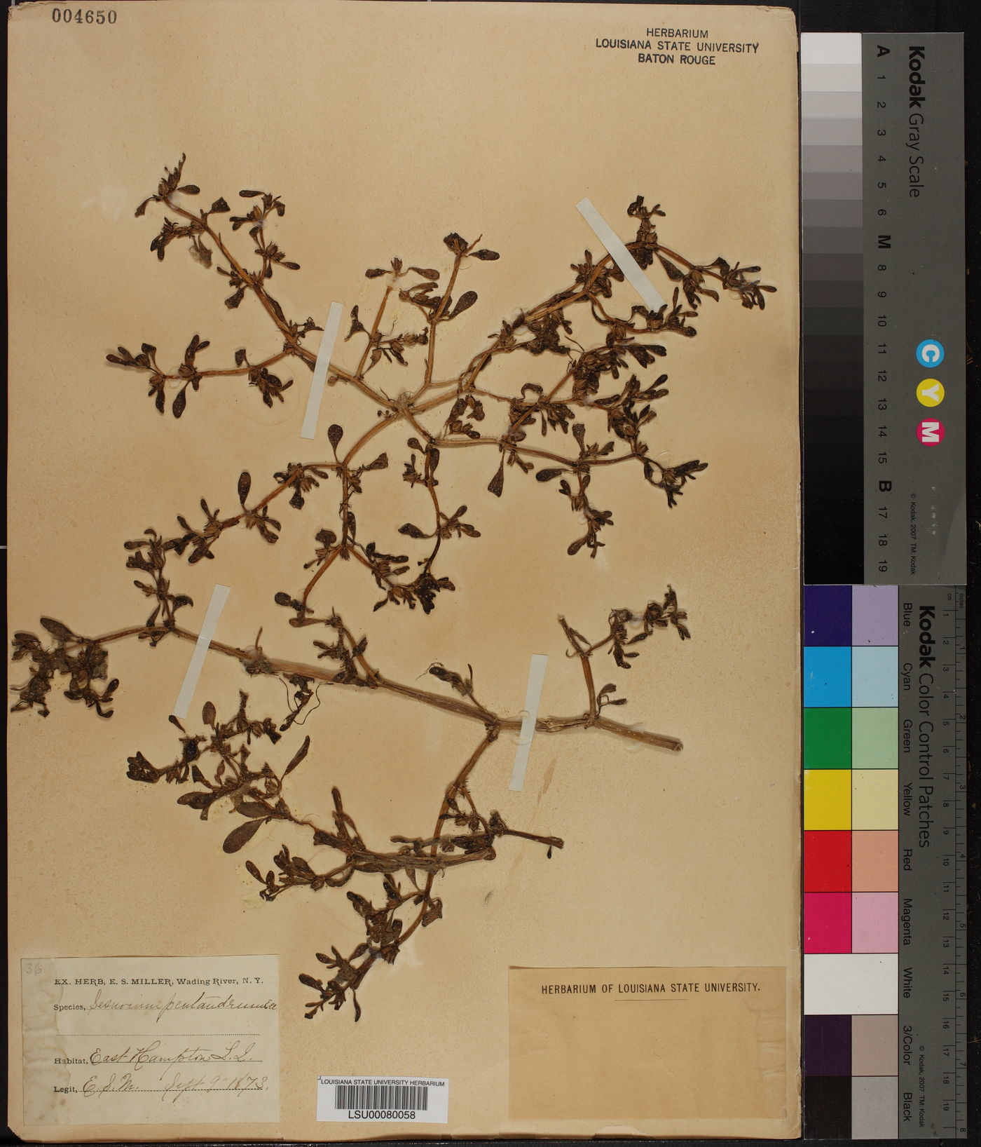 Sesuvium maritimum image