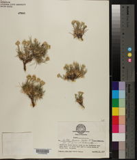 Eremogone hookeri var. pinetorum image