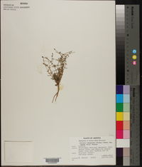 Arenaria lanuginosa subsp. saxosa image