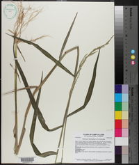 Panicum hemitomon image