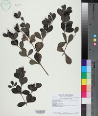 Baptisia nuttalliana image