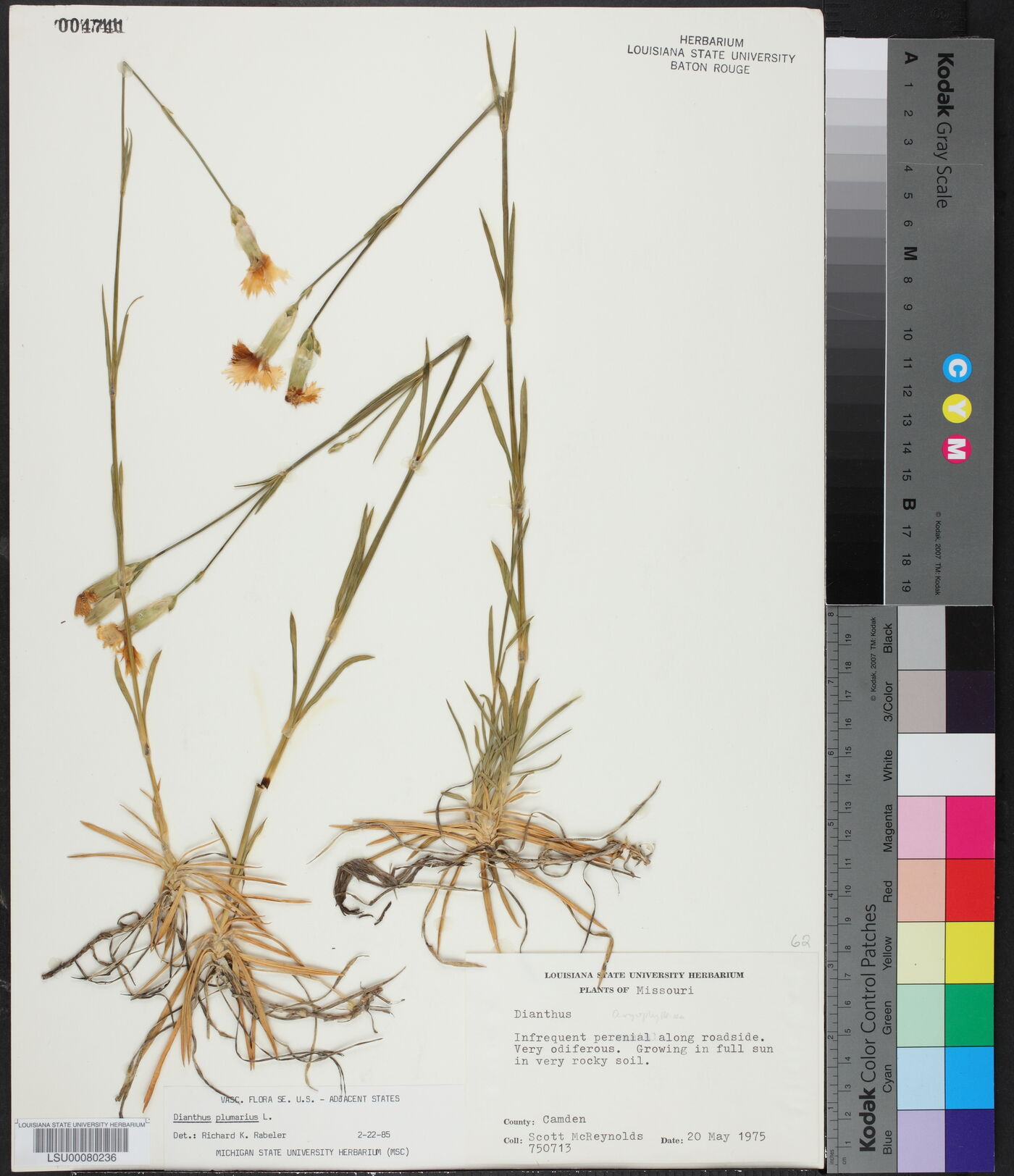 Dianthus plumarius image