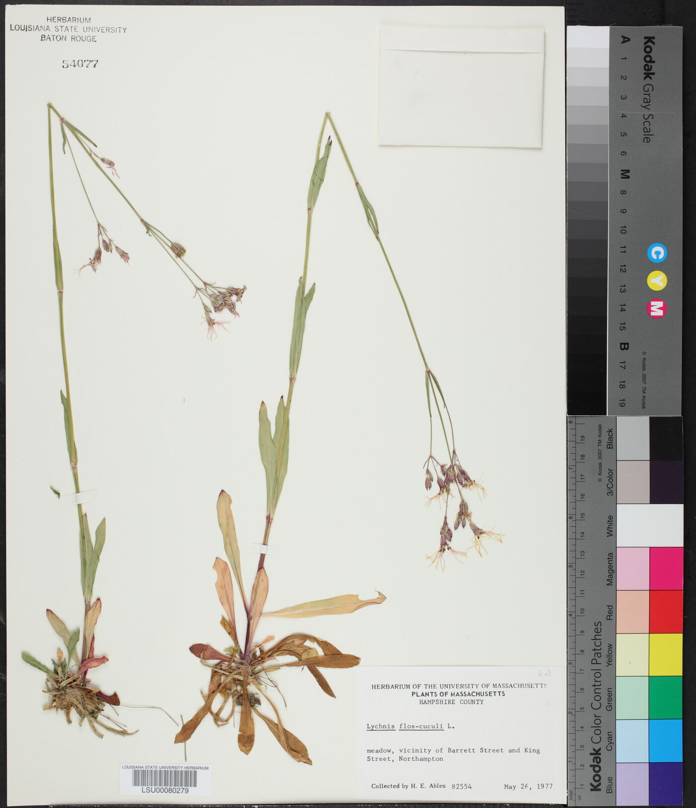 Silene flos-cuculi image