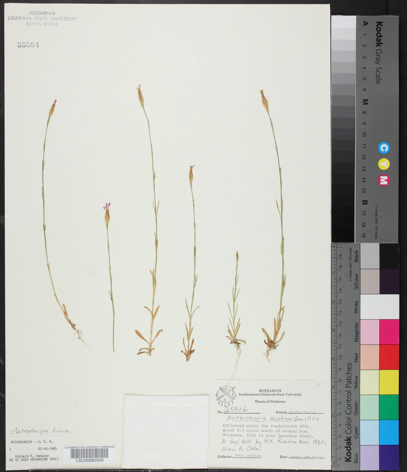 Petrorhagia dubia image