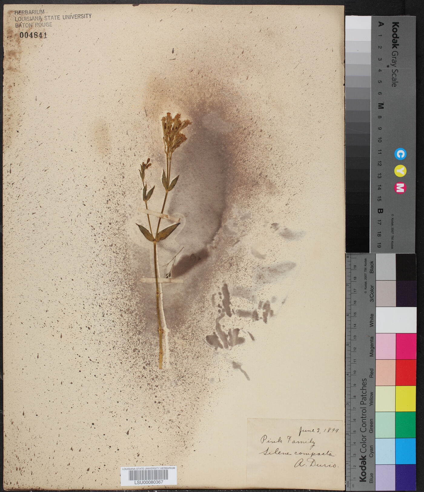 Silene compacta image