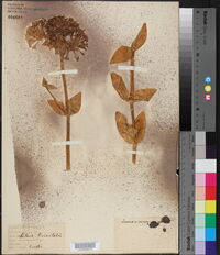 Silene noctiflora image