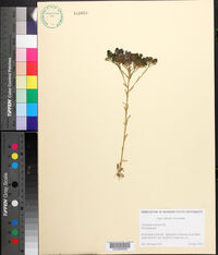 Polygala ramosa image