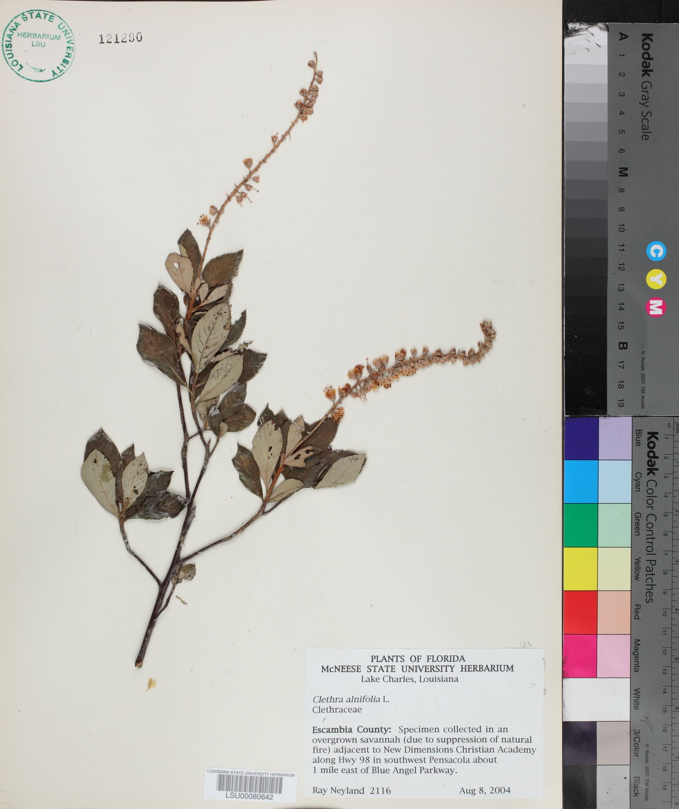 Clethra tomentosa image