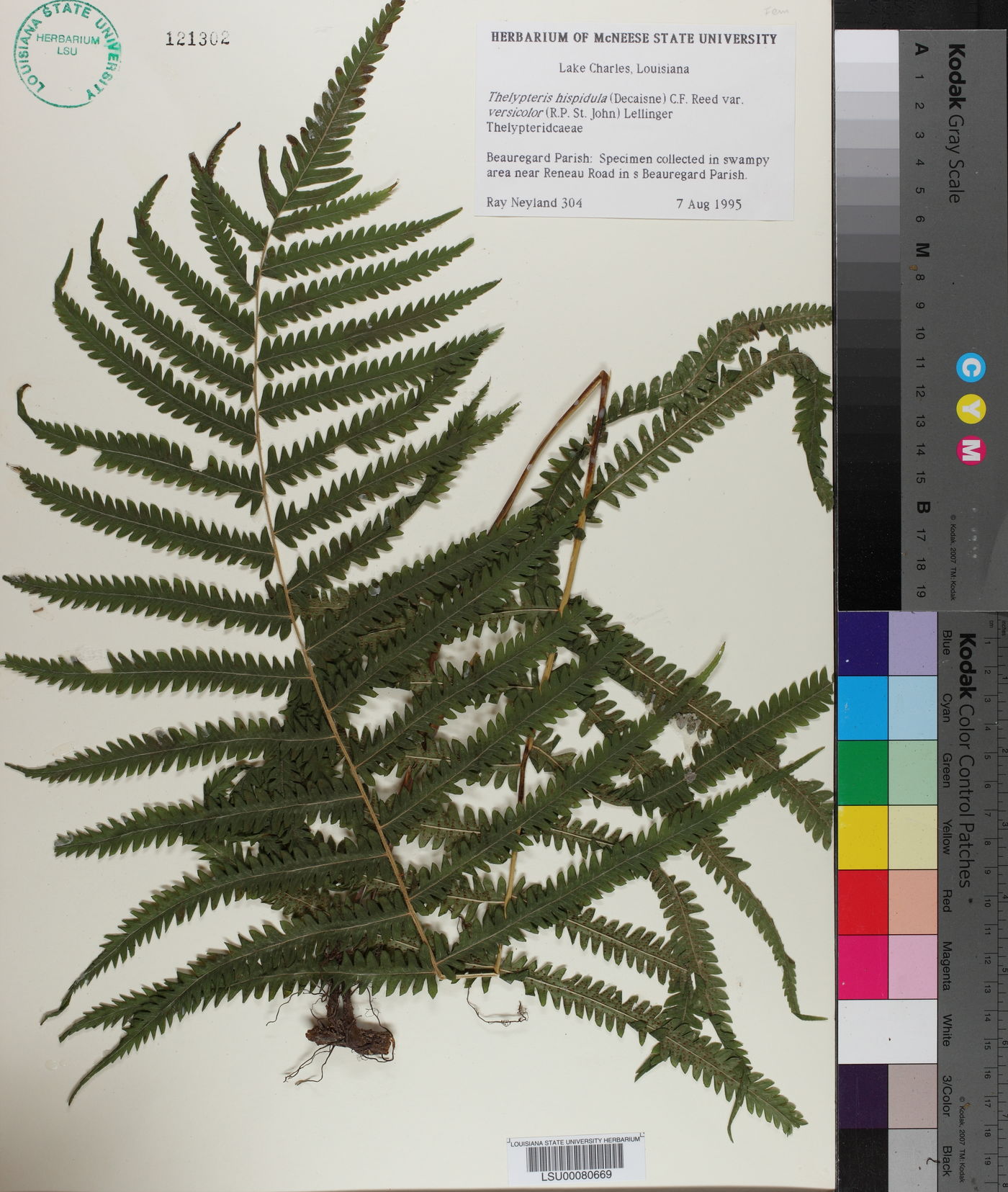 Christella quadrangularis image