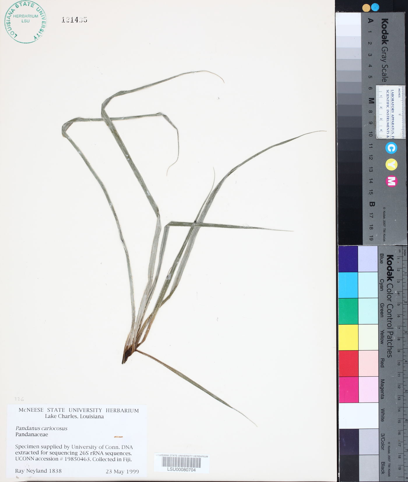 Pandanus caricosus image