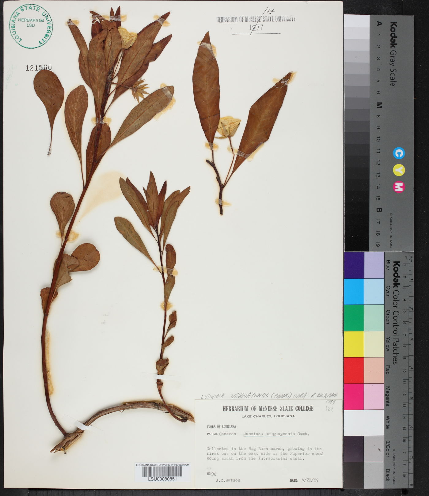 Ludwigia grandiflora image