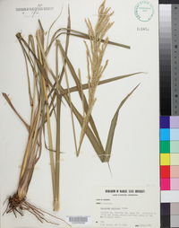 Paspalum urvillei image