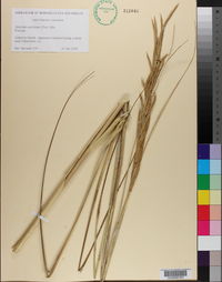 Spartina spartinae image