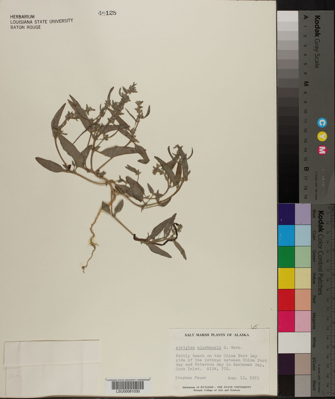 Atriplex gmelinii var. alaskensis image